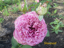Queens Crown (Квінс Краун) (Мультифлора)